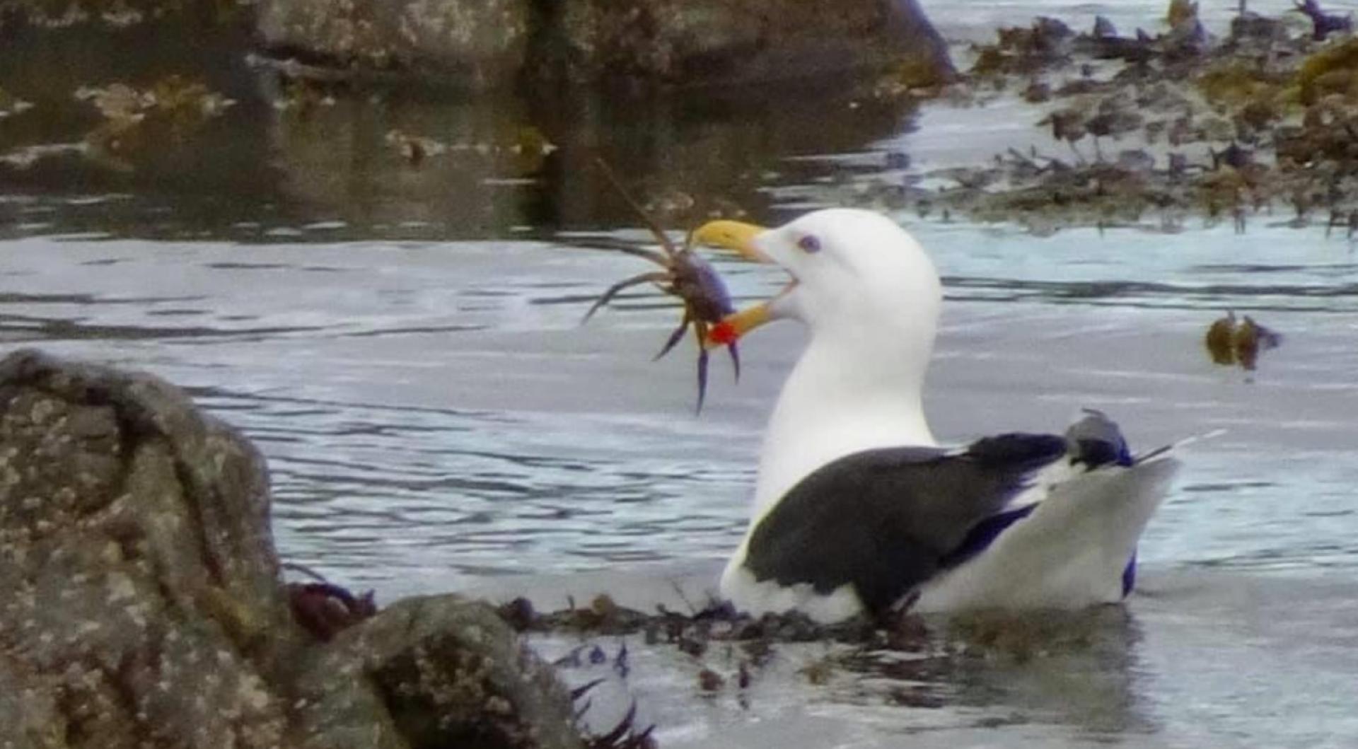 Gull with Crab