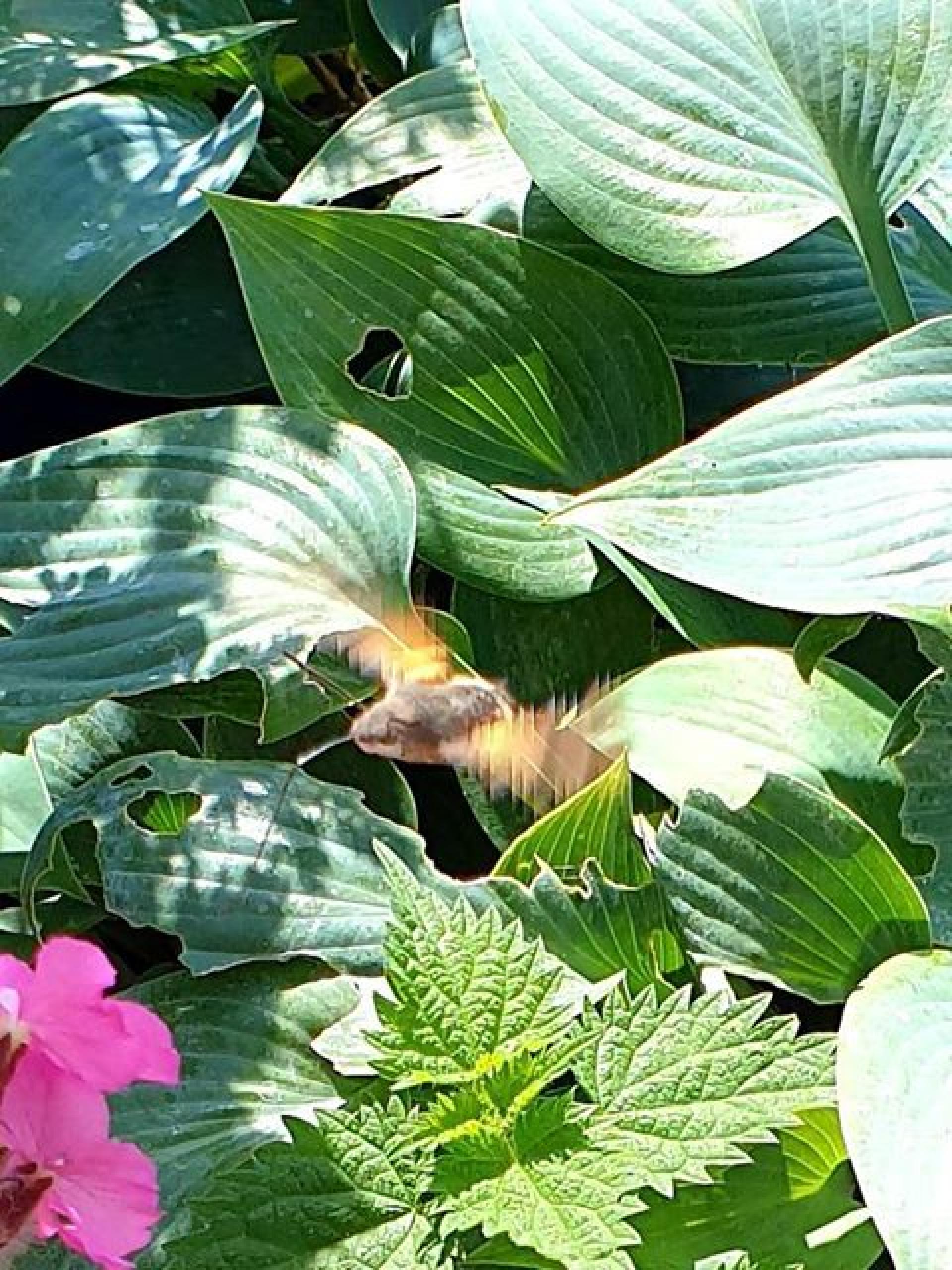 Humming Bird Hawk Moth