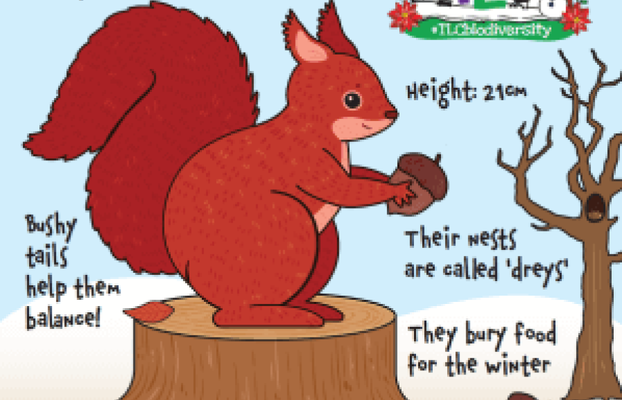 Squirrel Facts